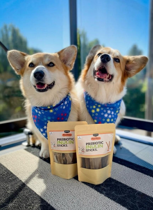 The Gut Revolution: Why Prebiotics Are the Unsung Heroes of Your Dog's Health